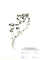 藏品(蘆利草)的圖片